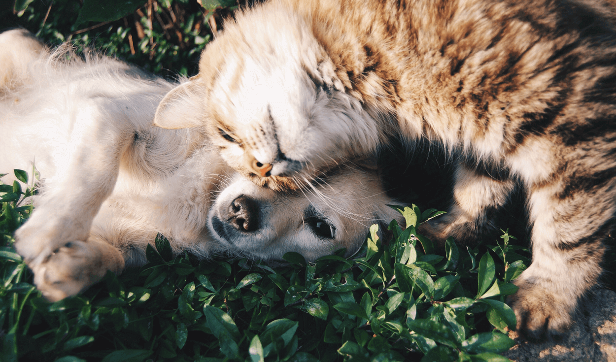 Pet Circle