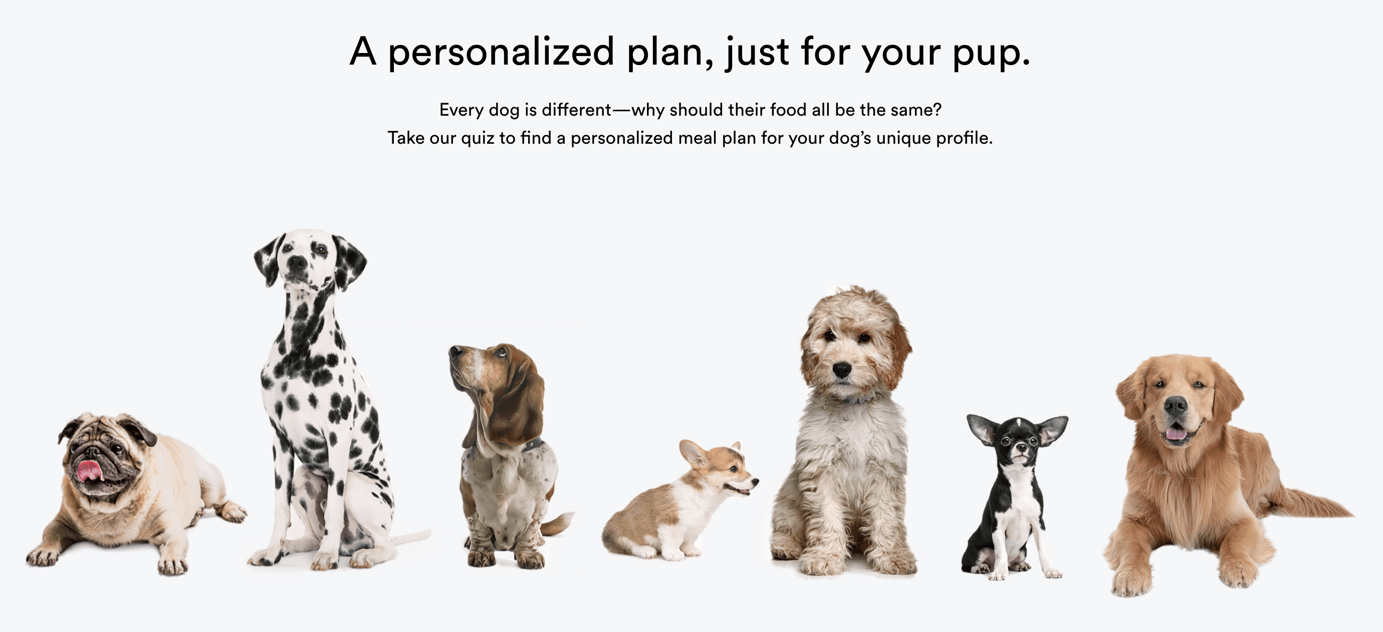 Read more about the article Spot & Tango – Best Personalized Plan